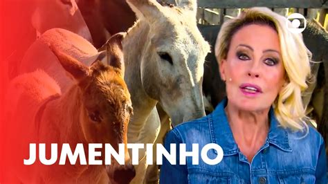 filhote de jumenta com cavalo|Ana Maria Braga descobre o bardoto: filhote de cavalo com。